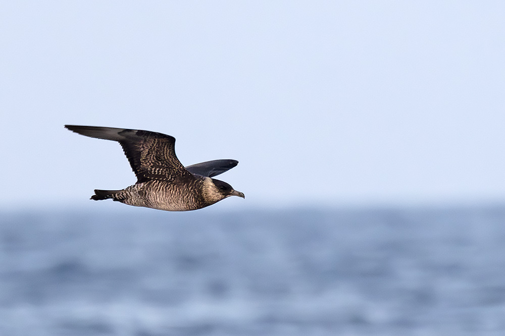 Pomarine skua